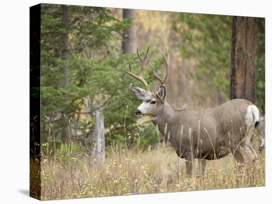 Rocky mountain mule deer buck, Signal Mountain, Grand Tetons National Park, Wyoming, USA-Maresa Pryor-Premier Image Canvas