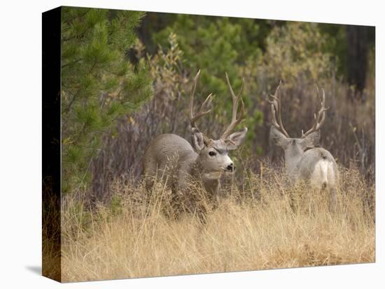 Rocky Mountain Mule Deer Bucks, Odocoileus Hemionus, Wyoming, Wild-Maresa Pryor-Premier Image Canvas