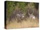 Rocky Mountain Mule Deer Bucks, Odocoileus Hemionus, Wyoming, Wild-Maresa Pryor-Premier Image Canvas
