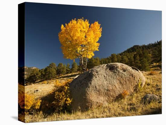 Rocky Mountain National Park Aspen, Colorado, USA-Patrick J^ Wall-Premier Image Canvas