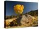 Rocky Mountain National Park Aspen, Colorado, USA-Patrick J^ Wall-Premier Image Canvas