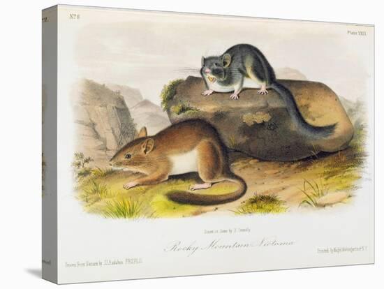 Rocky Mountain Neotoma, Plate 29 from 'Quadrupeds of North America', Engraved by R. Trembly-John Woodhouse Audubon-Premier Image Canvas