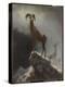 Rocky Mountain Sheep or Big Horn, Ovis, Montana, C.1884 (Oil on Canvas Tacked over Panel)-Albert Bierstadt-Premier Image Canvas
