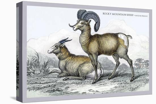 Rocky Mountain Sheep-John Stewart-Stretched Canvas