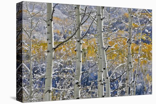 Rocky Mountains aspen grove autumn snows, Keebler Pass, Colorado.-Darrell Gulin-Premier Image Canvas
