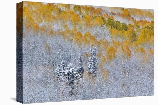 Rocky Mountains, Colorado. Fall Colors of Aspens and fresh snow Keebler Pass-Darrell Gulin-Premier Image Canvas