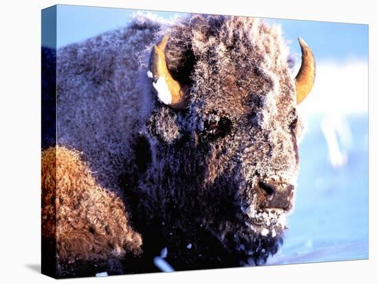 Rocky Mt. Bison, Yellowstone National Park, Wyoming, USA-Gavriel Jecan-Premier Image Canvas