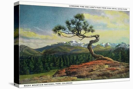 Rocky Mt. Nat'l Park, Colorado - High Drive Lonesome Pine View of Long's Peak-Lantern Press-Stretched Canvas