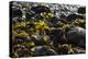 Rocky Shore II-Rita Crane-Premier Image Canvas