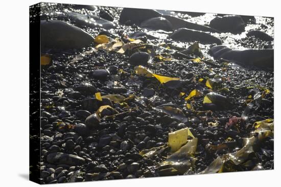 Rocky Shore III-Rita Crane-Premier Image Canvas