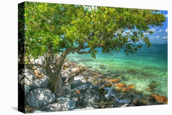 Rocky Shore Tree-Robert Goldwitz-Premier Image Canvas