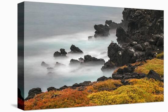 Rocky shoreline covered in Sesuvium, South Plaza Island, Galapagos Islands, Ecuador.-Adam Jones-Premier Image Canvas