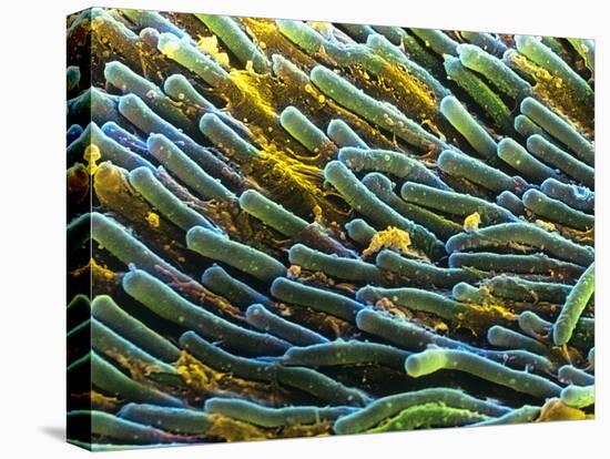 Rod Cells-Steve Gschmeissner-Premier Image Canvas