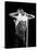 Rod Stewart-null-Premier Image Canvas