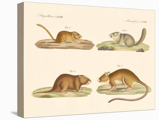 Rodents-null-Premier Image Canvas