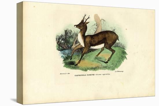 Roe Deer, 1863-79-Raimundo Petraroja-Premier Image Canvas