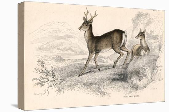 Roe Deer (Capreolus Capreolu), Eurasian Species of Deer, 1828-null-Premier Image Canvas