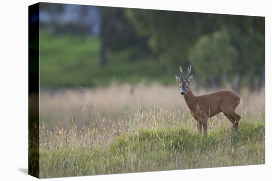 Roe Deer (Capreolus Capreolus) Buck in a Meadow in Summer, Cairngorms Np, Scotland, UK, August 2010-Mark Hamblin-Premier Image Canvas