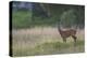 Roe Deer (Capreolus Capreolus) Buck in a Meadow in Summer, Cairngorms Np, Scotland, UK, August 2010-Mark Hamblin-Premier Image Canvas