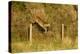 Roe Deer (Capreolus Capreolus) Doe Jumping Stock Fence, Scotland, UK, November 2011-Mark Hamblin-Premier Image Canvas