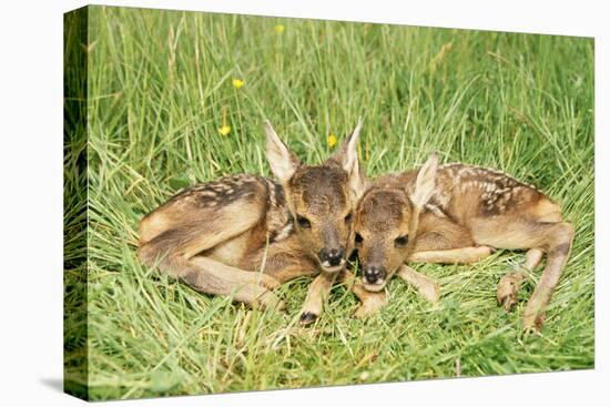 Roe Deer Fawns-null-Premier Image Canvas
