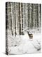 Roe Deer in Snow-null-Premier Image Canvas