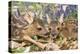 Roe Deer Two Young-null-Premier Image Canvas