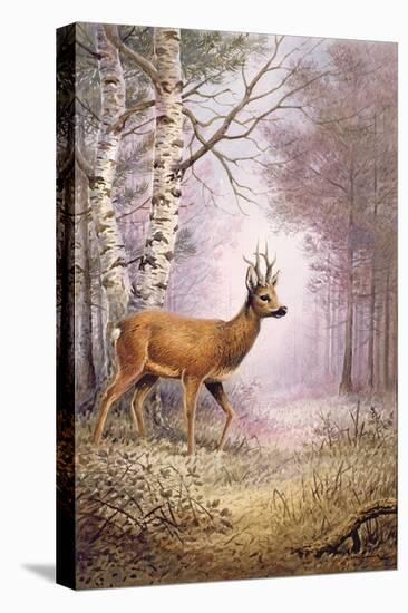 Roe-Deer-Carl Donner-Premier Image Canvas