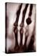 Roentgen Rays (Rontgen) or X-Rays First Photograph: the Hand of Roentgen's Wife. 22/12/1895.-Unknown Artist-Premier Image Canvas
