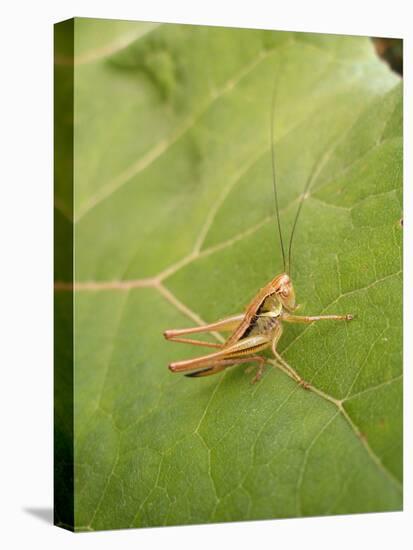 Roesel's Bush-Cricket, Female on Leaf-Harald Kroiss-Premier Image Canvas