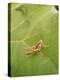 Roesel's Bush-Cricket, Female on Leaf-Harald Kroiss-Premier Image Canvas