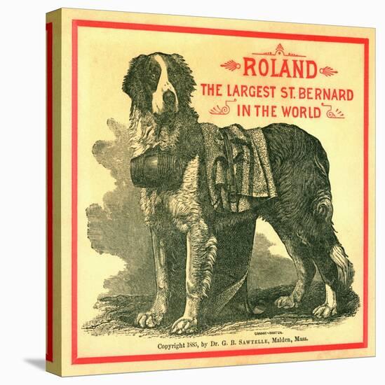 Roland the Largest St. Bernard in the World Trade Card-null-Premier Image Canvas