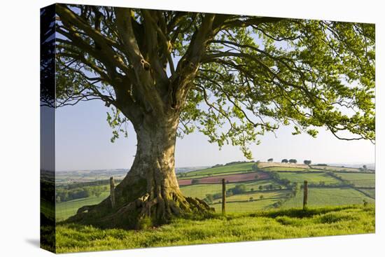 Rolling countryside and tree on Raddon Hill, Devon, England. Summer (June) 2009-Adam Burton-Premier Image Canvas