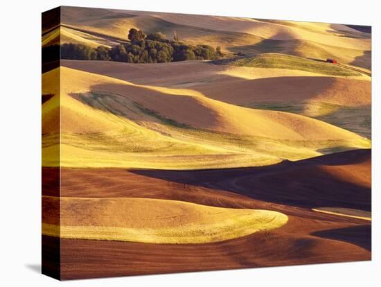 Rolling Wheat and Fallow Fields-Darrell Gulin-Premier Image Canvas