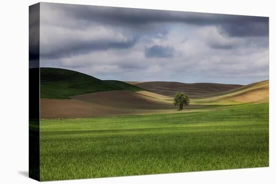 Rolling Wheat Fields with Lone Tree-Terry Eggers-Premier Image Canvas