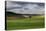 Rolling Wheat Fields with Lone Tree-Terry Eggers-Premier Image Canvas