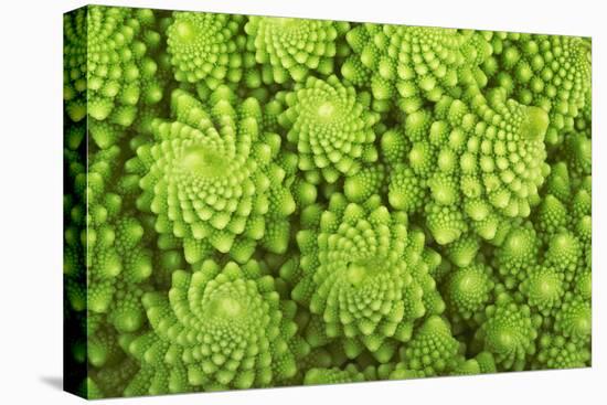 Roman Broccoli Isolated on White-O Bellini-Premier Image Canvas