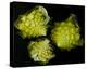 Romanesco Vegetable Fractal-null-Stretched Canvas