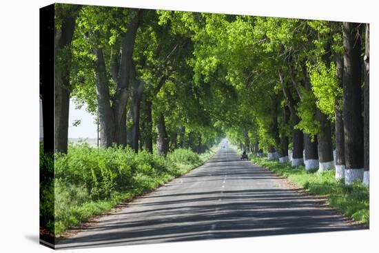 Romania, Danube River Delta, Salcioara, Country Road-Walter Bibikow-Premier Image Canvas