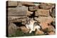 Romania, Maramures County, Dobricu Lapusului. Cat leaning against stone wall.-Emily Wilson-Premier Image Canvas