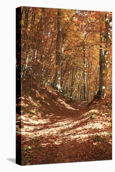 Romania, Transylvania. Carpathian Mountains, autumn colors. Brasov.-Emily Wilson-Premier Image Canvas