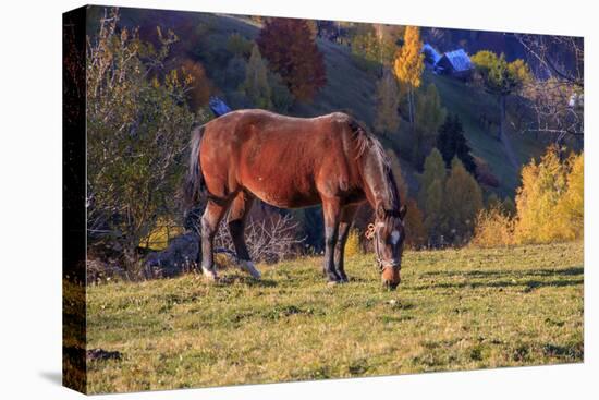 Romania, Transylvania, Magura, Piatra Craiului National Park. Horse-Emily Wilson-Premier Image Canvas