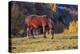 Romania, Transylvania, Magura, Piatra Craiului National Park. Horse-Emily Wilson-Premier Image Canvas