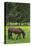 Romania, Transylvania, Tihuta Pass, Horse in Pasture-Walter Bibikow-Premier Image Canvas