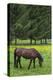 Romania, Transylvania, Tihuta Pass, Horse in Pasture-Walter Bibikow-Premier Image Canvas