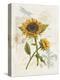 Romantic Sunflower II-Jade Reynolds-Stretched Canvas