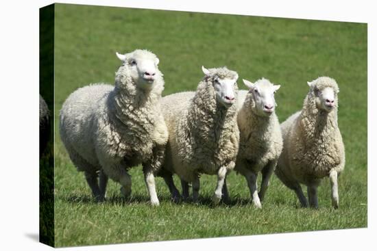 Romney Flock of Sheep, New Zealand-David Noyes-Premier Image Canvas