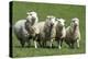 Romney Flock of Sheep, New Zealand-David Noyes-Premier Image Canvas