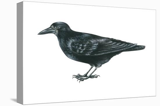 Rook (Corvus Frugilegus), Birds-Encyclopaedia Britannica-Stretched Canvas