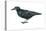 Rook (Corvus Frugilegus), Birds-Encyclopaedia Britannica-Stretched Canvas
